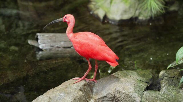 Scarlet ibis standing on rocks in natural zoo or wildlife habitat