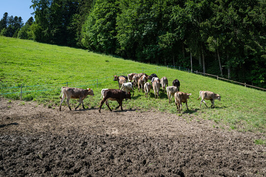 Gruppe von Braunvieh-Jungrindern und F&auml;rsen l&auml;uft auf einer steilen Bergweide am Waldrand.