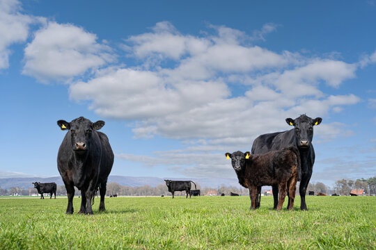 Schwarze Angus-Mutterk&uuml;he mit Kalb auf gr&uuml;ner Weide unter blauem Himmel.