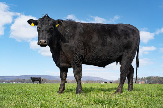Schwarze Angus-Kuh steht stolz in Seitenansicht auf gr&uuml;ner Weide unter blauem Himmel.