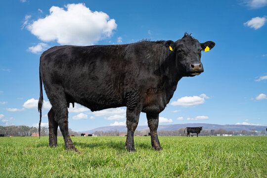 Schwarze Angus-Kuh steht stolz in Seitenansicht auf gr&uuml;ner Weide unter blauem Himmel.