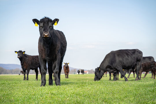 Schwarzes Angus-Kalb blickt neugierig direkt in die Kamera auf der gr&uuml;nen Weide.