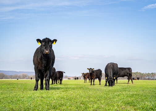 Schwarzes Angus-Kalb blickt neugierig direkt in die Kamera auf der gr&uuml;nen Weide.