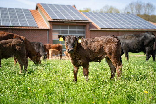 Junge Limousin-Kalb auf bl&uuml;hender Weide vor Stallgeb&auml;ude mit Photovoltaikanlage.