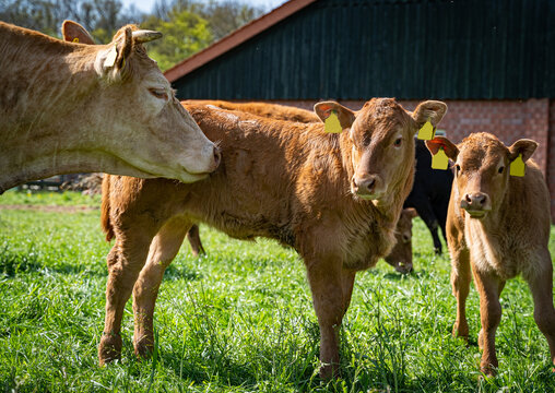 Limousin-Mutterkuh mit zwei K&auml;lbern bei der Fellpflege auf der Weide.