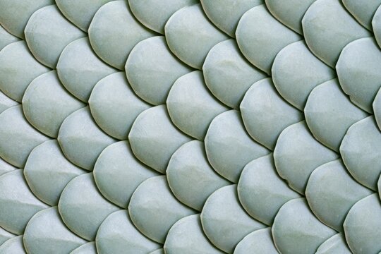 Extreme macro view of overlapping succulent scales in pale sage-green, arranged in precise rows resembling botanical armor, showcasing intricate natural patterns