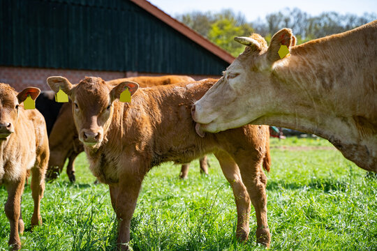 Mutterkuh leckt ihr Kalb auf der Weide bei der K&ouml;rperpflege