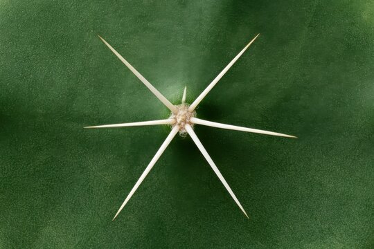 Macro close-up of a single cactus areole featuring long ivory spines radiating symmetrically from a smooth deep green cactus surface with visible natural imperfections