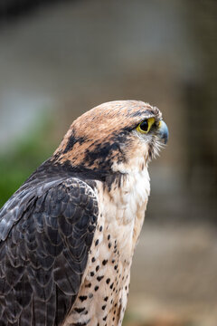 Close-Up Portrait Of A Falcon Raptor Showing Detailed Feathers And Sharp Hooked Beak