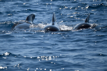 Pilot whales swimming toward the observer in the waters of Cdiz © Antonio