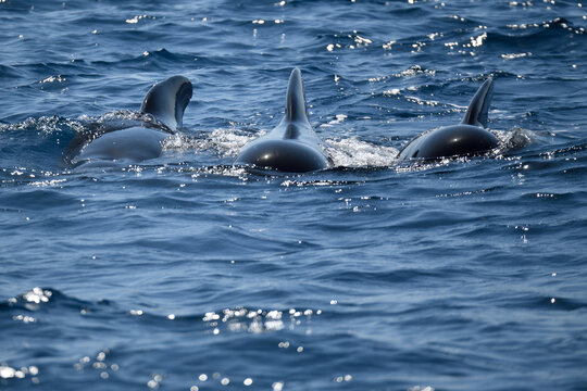 Pilot whales swimming toward the observer in the waters of Cdiz