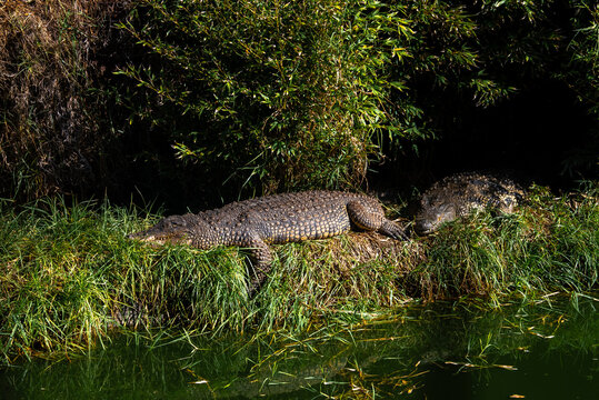 Two large crocodiles bask in the sunlight on a grassy riverbank surrounded by thick vegetation, resting beside calm dark water in a natural wildlife habitat.