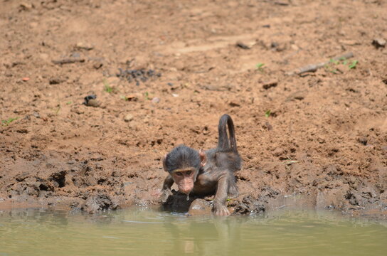 Cute infant Chacma baboon drinking water at kuMasinga Hide, uMkhuze Game Reserve