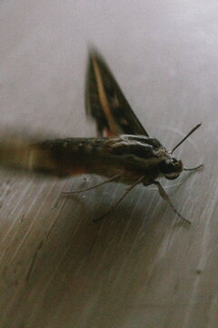 mosquito sucking blood