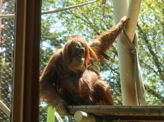 Adult Orangutan Resting on Platform in Sunny Zoo Habitat © Kenedy
