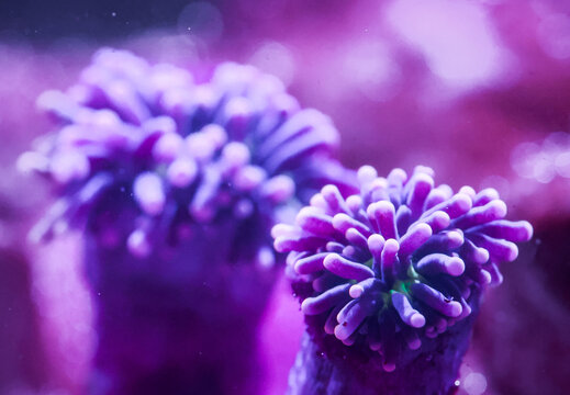 Joker Torch Coral Macro with Purple Tentacles and Green Base, Euphyllia glabrescens, Shallow Depth of Field
