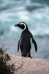 Obraz premium An African penguin stands on a coastal rock formation with the ocean water visible in Simon's Town near Cape Town, South Africa.