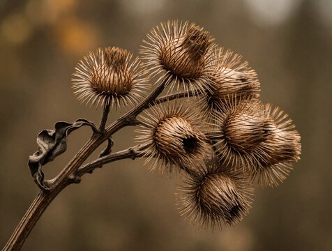 Dry burdock seed heads cluster on a weathered stem, featuring prickly burrs. This natural texture shows organic detail in muted brown and beige tones.