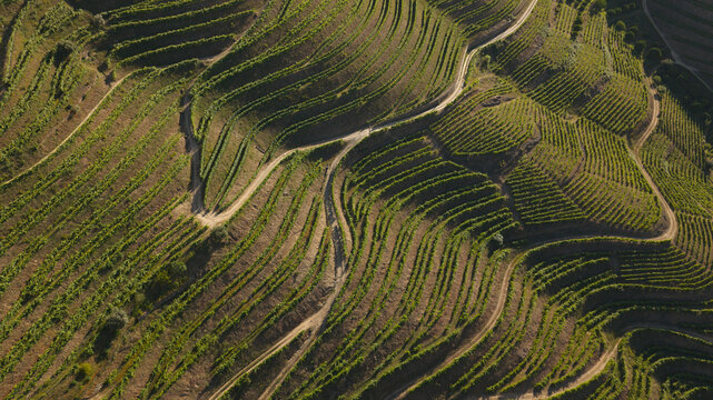 Aerial view of vineyards on the Douro Valley UNESCO wine region with terraced hillsides and winding dirt roads, Portugal.