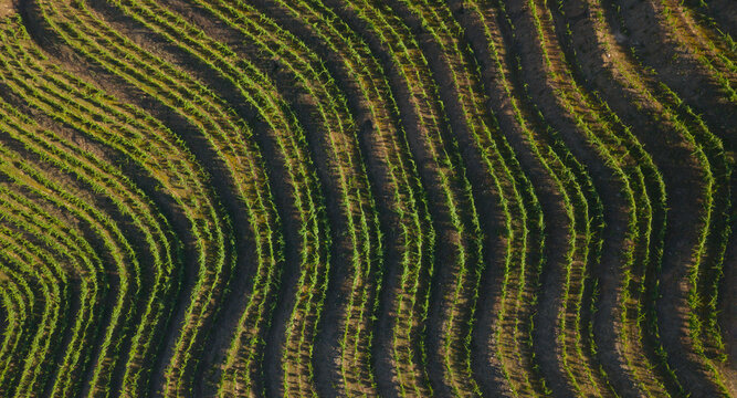 Aerial view of the terraced vineyards in the Douro Valley, showcasing the rhythmic patterns of grapevines planted along the steep hillsides in Portugal.