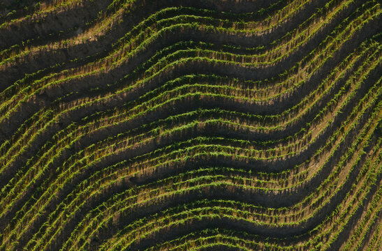 Aerial view of terraced vineyards in the Douro Valley wine region with rows of vines following the contours of the hills, Portugal.