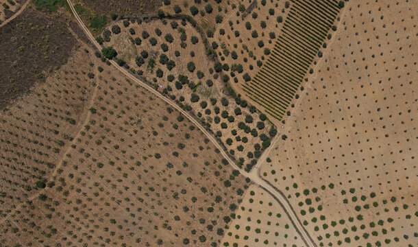 Aerial view of an olive tree plantation in a dry region with rows of trees, dirt paths, and arid soil in Portugal.