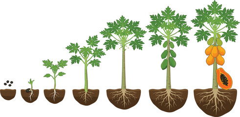 Fototapeta premium Papaya Tree Growth Stages From Seed Sprouting To Fruit Bearing Mature Tree Vector