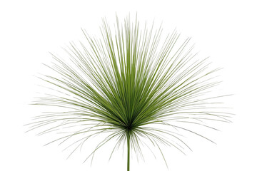 Fototapeta premium Radial Green Ornamental Grass Tuft
