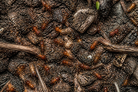 Ants are crawling on dark, textured soil or wood debris in a close-up natural setting.