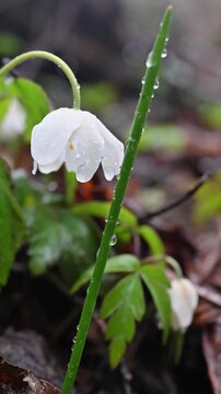 Single snowdrop flower blooming close to the forest floor