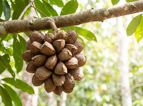 Cluster of Brazil nut capsules hanging on a tree branch in sunlight