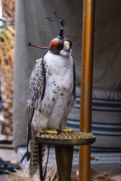 falcon with traditional hood sits on wakrah perch in arabic falconry. rare white falcon represents prestigious falconry heritage. falconry tradition preserves emirati cultural heritage