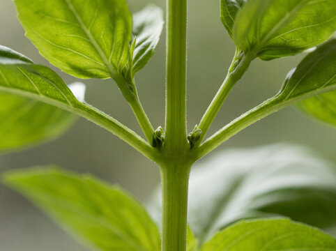 Macro close up of fresh green basil stem with young side shoots