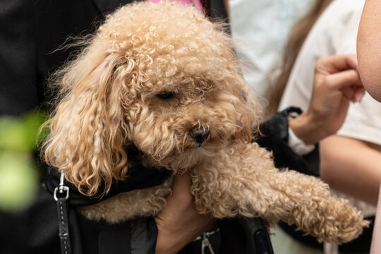 small poodle held in owner arms like fashion accessory among crowd. trendy poodle wears black outfit as stylish accessory. pampered poodle becomes status symbol accessory