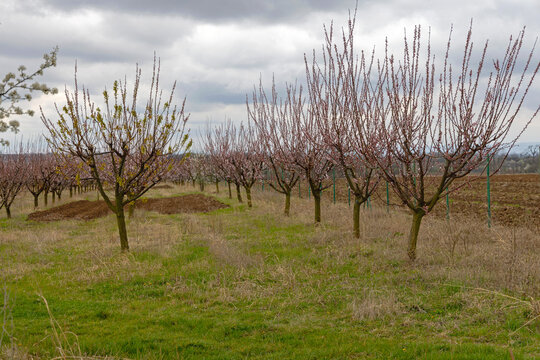 Orchard of Apricots Trees in Bloom Early Spring Season East Serbia