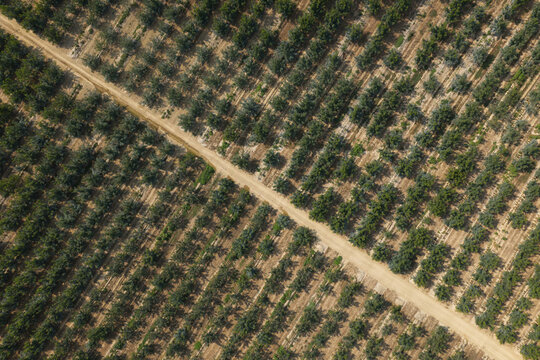 Aerial view of a walnut tree plantation with neatly arranged rows of trees and a dirt path crossing the agricultural landscape in Portugal.