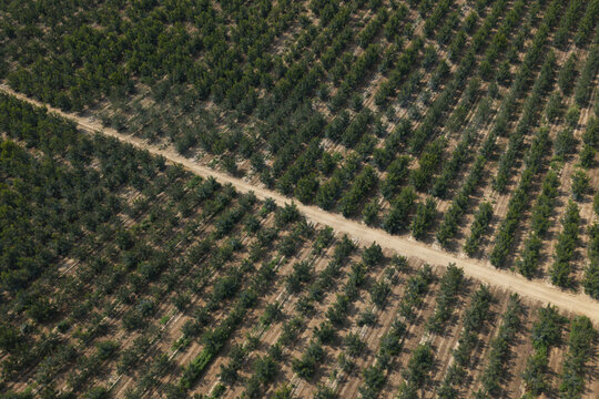 Aerial view of walnut trees plantation with rows of trees and a dirt path in Portugal.