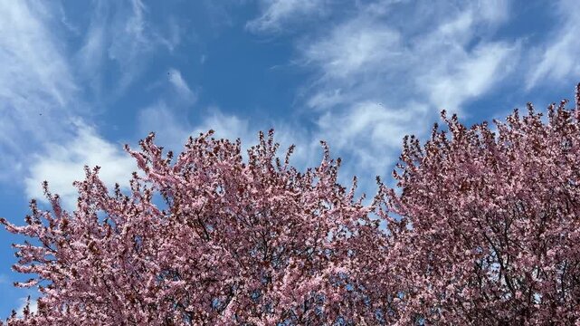 The delicate pink of spring cherry blossoms sakura.