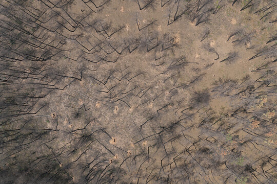 Aerial view of a forest landscape showing signs of recovery twelve months after a summer wildfire, with charred tree trunks and emerging green vegetation in Portugal.