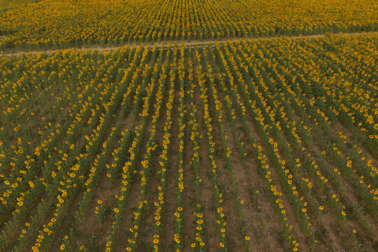 Aerial view of rows of sunflowers on a farming field in Portugal.