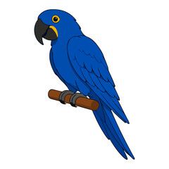 Vibrant hyacinth macaw parrot vector illustration for pet avian animal and tropical bird character © MS Graphics