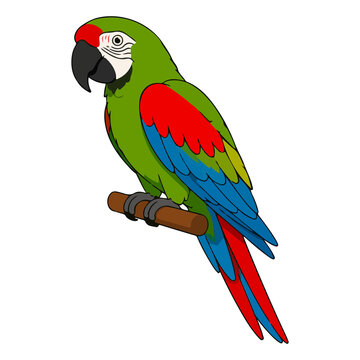 Vibrant military macaw parrot vector illustration for pet avian animal and tropical bird character