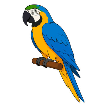 Vibrant blue and yellow macaw parrot vector illustration for pet avian animal and tropical bird character