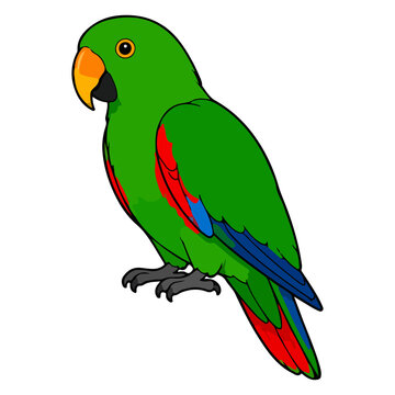 Green eclectus parrot vector illustration for pet avian animal and tropical bird character