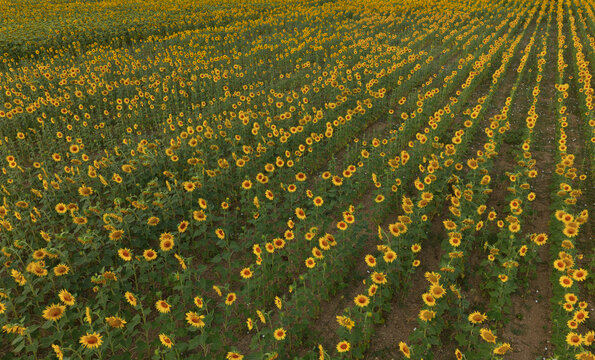 Aerial view of rows of sunflowers in a farming field in Portugal.