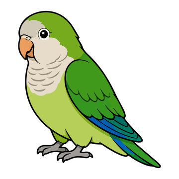 Cute monk parakeet parrot vector illustration for pet avian animal and green bird character