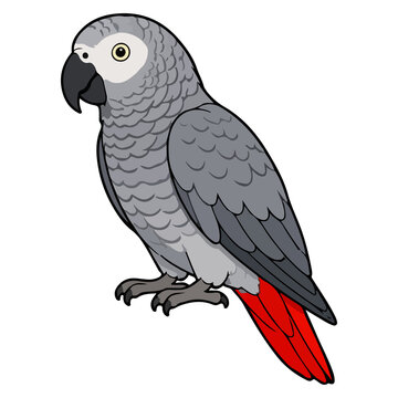 Cute African grey parrot vector illustration for pet avian animal and intelligent bird character