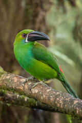 Crimson-rumped Toucanet, Aulacorhynchus haematopygus, beautiful green toucanet with rainforest background from South American forests, Mindo, Ecuador © Tomas Drahos