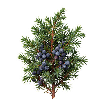 juniper branch with berries