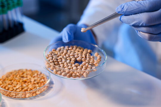 Quality control. Scientist in gloves working at white table with grains in laboratory, closeup